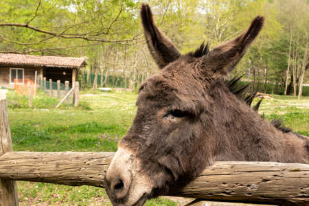 nice donkey looking at camera in a green fieldの写真素材