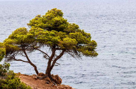 lonely tree on the costa brava one summer day in the middle of the afternoon with the calm seaの写真素材