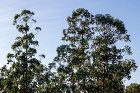 eucalyptus with a blue sky in the town of Laredo in Cantabria