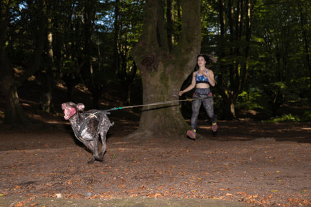 young woman running through the woods with a dog on a canicross trainingの写真素材