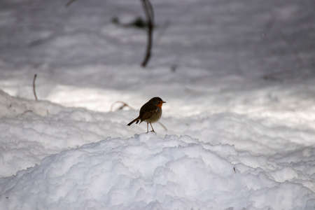 robin in the snow in the beech forest of otzarreta in the mountains of Vizcayaの写真素材