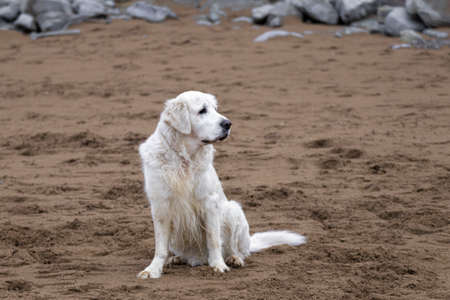 white golden retriever sitting on the beach