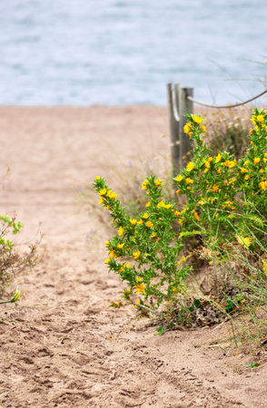 plant in the dunes on a sunny summer dayの写真素材