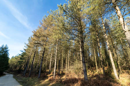pine forest in the basque country with a mountain road on one side