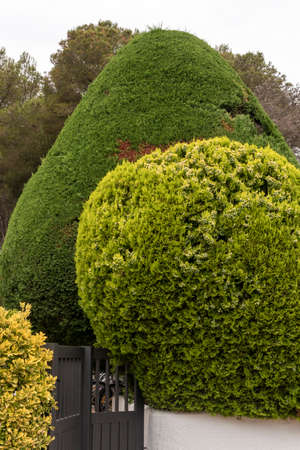 trimmed hedge with geometric shapes, a cone and a sphere