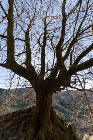 large beech tree without leaves one winter day in the mountains of the basque country