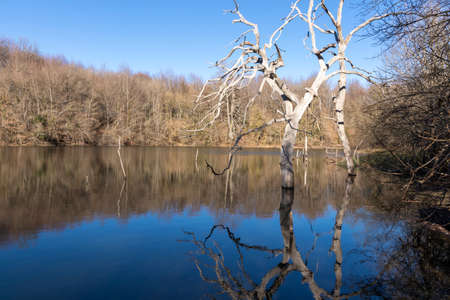 tree in a lake in winter in the north of spainの写真素材