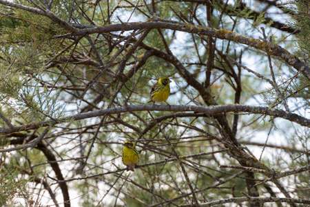 yellow bird in a tree on the costa brava