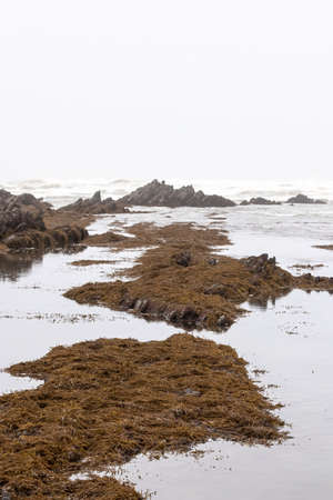 rocks covered with algae in sopelana on the basque coast