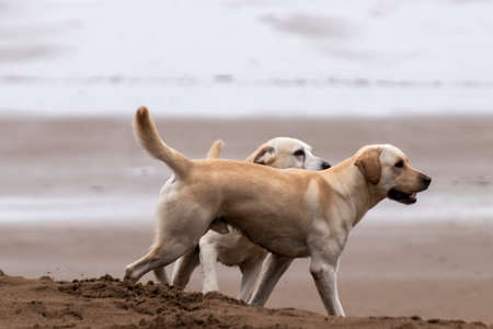 dogs playing on the beach of sopelanaの写真素材