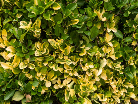 close detail of a hedge with green and yellow leavesの写真素材