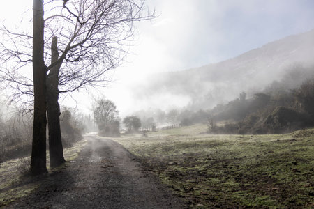 Tranquility in Solitude: Serene Dirt Path in the Countryside Mistの写真素材