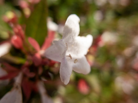 Pure Beauty: White Blossom in Serene Garden Settingの写真素材