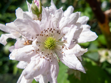 Simplicity in Bloom: Delicate White Flower in Minimalist Garden Designの写真素材