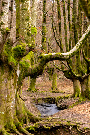 Autumns Radiant Embrace: Exploring the Enchanting Beauty of Otzarretas Beech Forestの写真素材