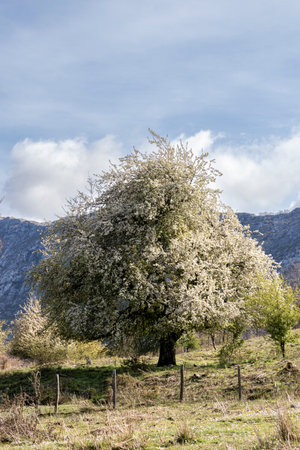 Captivating Beauty of Blooming Trees in the Tranquil Basque Mountain Landscapeの写真素材