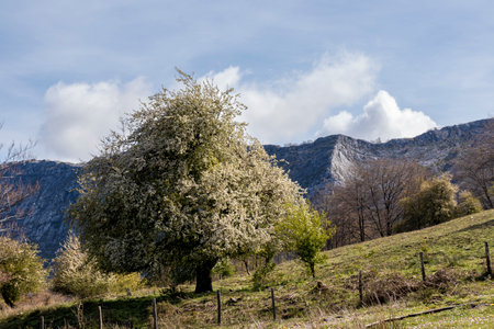 Exploring the Botanical Delights of Basque Country's Mountain Forestsの写真素材