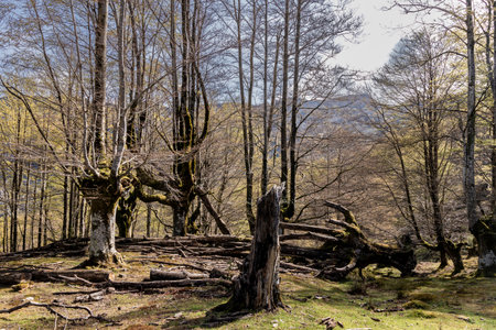 Exploring the Enchanting Beech Forests of the Basque Countryの写真素材