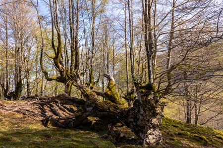 Discovering the Peaceful Woodlands and Scenic Trails of the Basque Mountainsの写真素材