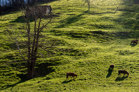 Mountain Serenade: Picturesque Scene of Grazing Cows Amidst the Splendor of Cantabrian Peaksの写真素材