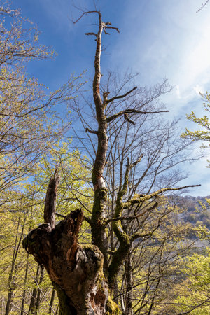 Capturing the Serenity and Mystery of a Fallen Beech Tree in the Woodsの写真素材