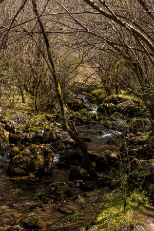 Exploring the Untouched Splendor of a Mountain River in Cantabria's Wildernessの写真素材