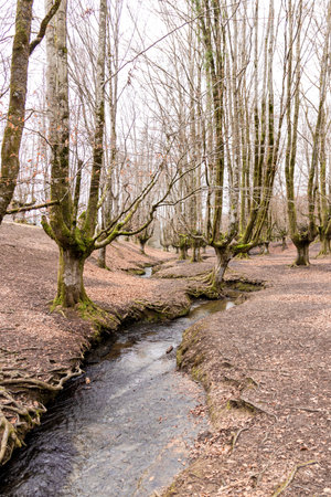 Enchanting Autumn Splendor: Serene Journey through Otzarreta Forest's Vibrant Foliage and Majestic Treesの写真素材
