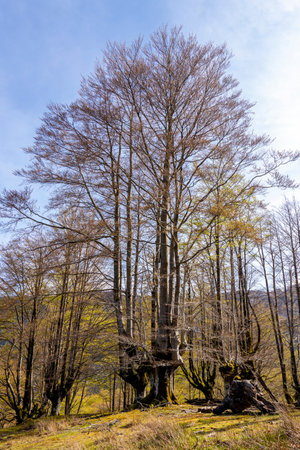 Beauty Unveiled: Exploring the Tranquil Magnificence of Belaustegui Beech Forestの写真素材