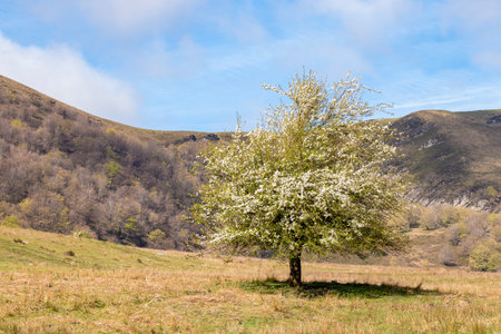 Enchanting Image of Trees Amidst the Serene Mountain Landscape in Basque Countryの写真素材