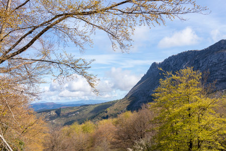 Capturing the Tranquil Serenity of Verdant Forests in the Mountainous Landscapeの写真素材