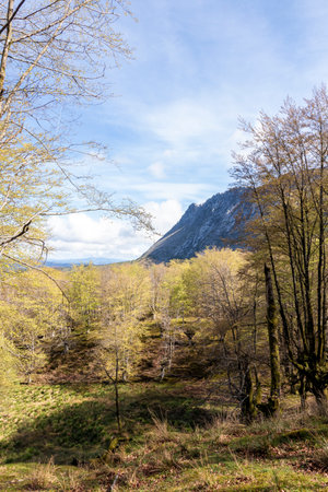 Exploring the Idyllic Charm of Misty Basque Forests Nestled Among Mountainsの写真素材