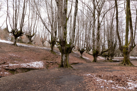 Exploring the Enchanting Beech Forest's Scenic Majesty and Natural Serenityの写真素材