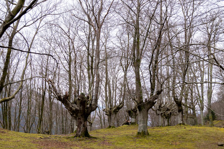 Immerse Yourself in the Vibrant Serenity of the Captivating Beech Forest Landscape.の写真素材