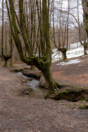 Exploring the Vibrant Autumn Landscape of Otzarreta Beech Forest in Gorbea Natural Parkの写真素材
