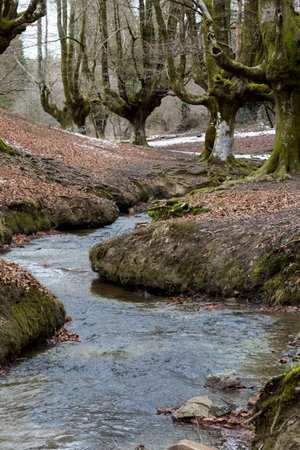 Enchanted Forest: Colorful Autumn Day in Gorbea's Otzarreta Beech Forest, Nature's Serenity Unveiledの写真素材