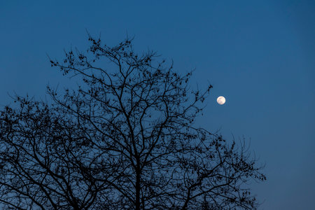 Tree Branches Silhouetted Against the Full Moon in a Peaceful Evening Skyの写真素材