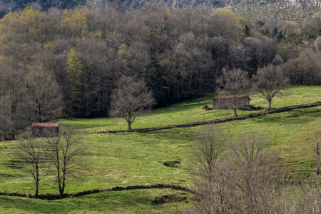 Seasonal Tranquility: Peaceful Winter Scene in Basque Country with Verdant Fields and Bare Treesの写真素材