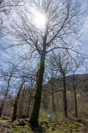 Winter's Embrace: Tranquil Scene of a Bare Tree Forest in Cantabria, Spain, Under a Frosty Skyの写真素材