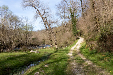 Exploring the Serene Woodlands of Cantabria, Spain, Along a Wild Mountain River.の写真素材