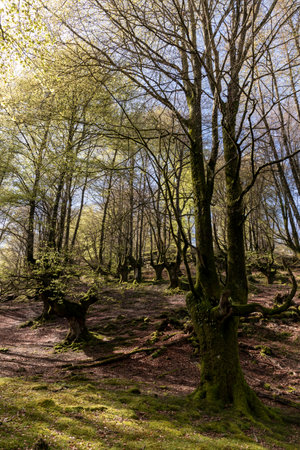 Discovering the Serene Splendor of Belaustegui Beech Forestの写真素材