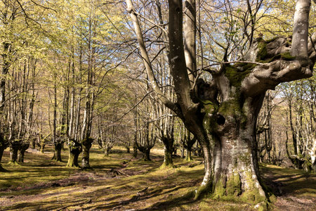 Exploring Gorbea's Belaustegui Beech Forest Wonderlandの写真素材