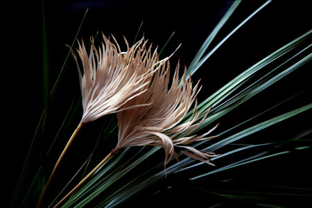 The Art of Nature: A Close-Up of a Dried Flower in Contrastの素材