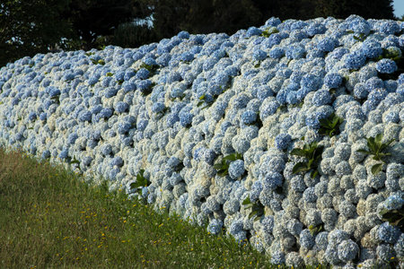 Field of Blue Hydrangeas in Full Bloom: A Display of Nature s Beautyの写真素材