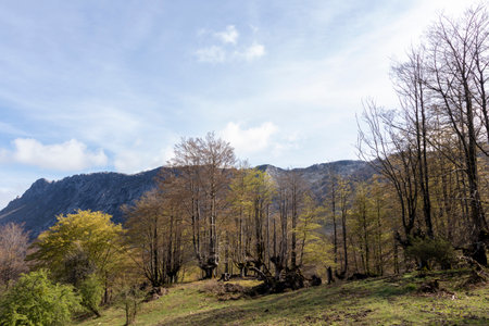 Serene Landscape: The Harmony of Mountains, Trees, and Blue Skyの写真素材