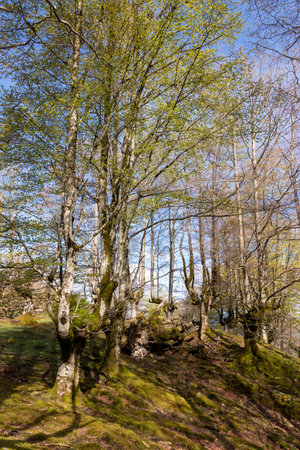 The Serene Wilderness: Day Amidst Mossy Rocks and Towering Treesの写真素材