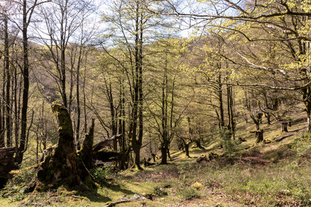 forest with trees, shrubs, and grass in the foreground and backgroundの写真素材