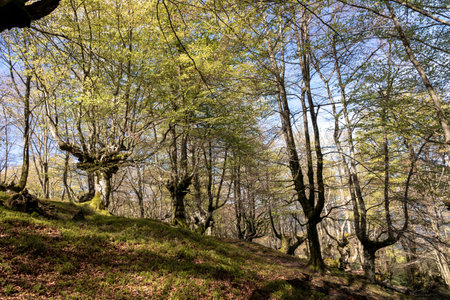 beech forest a sunny spring day in the basque countryの写真素材