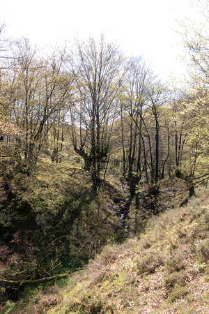 forest scene with tall trees, lush bushes, and a small stream flowing through the center under a sunny skyの写真素材
