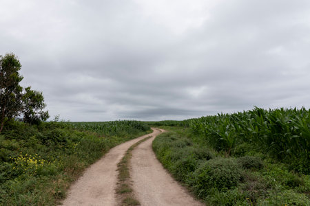 winding dirt road cuts through a field of tall green plants under a cloudy gray skyの写真素材