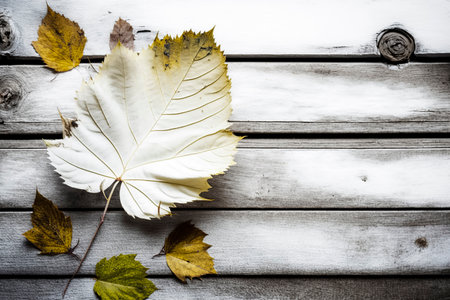 large white leaf on a wooden background with smaller yellow leaves scattered around itの素材